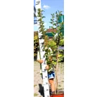Japán díszcseresznye Prunus Umineko 100/125 K5