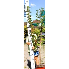 Japán díszcseresznye Prunus Umineko 100/125 K5