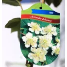 Porzós kivi Actinidia deliciosa Atlas  K3 porzós