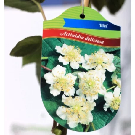 Porzós kivi Actinidia deliciosa Atlas  K3 porzós
