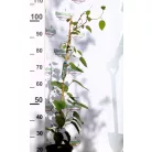 Porzós kivi Actinidia deliciosa Atlas  K3 porzós