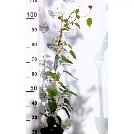 Porzós kivi Actinidia deliciosa Atlas  K3 porzós