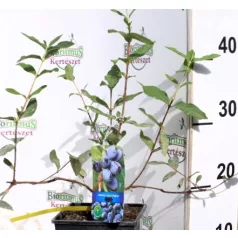   Kamcsatkai mézbogyó Lonicera caerulea Strawberry Sensation KK2