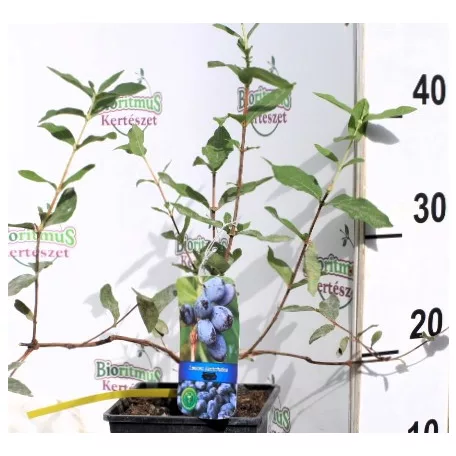 Kamcsatkai mézbogyó Lonicera caerulea Strawberry Sensation KK2