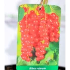 Piros ribizli Ribes rubrum Sonette® Ribest® K3