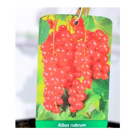 Piros ribizli Ribes rubrum Sonette® Ribest® K3