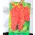 Piros ribizli Ribes rubrum Sonette® Ribest® K3