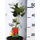 Piros ribizli Ribes rubrum Sonette® Ribest® K3