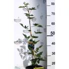 Tüskétlen szeder Rubus fruticosus Loch Ness K3