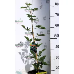 Tüskétlen szeder Rubus fruticosus Loch Ness K3