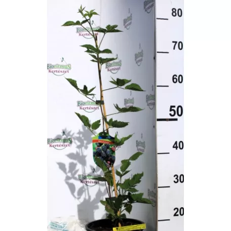 Tüskétlen szeder Rubus fruticosus Loch Ness K3