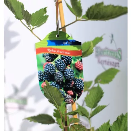 Tüskétlen szeder Rubus fruticosus Loch Ness K3