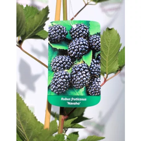Tüskétlen fekete szeder Rubus fruticosus Navaho  K3