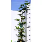 Tüskétlen fekete szeder Rubus fruticosus Navaho  K3