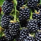 Tüskétlen fekete szeder Rubus fruticosus Thornfree  K3