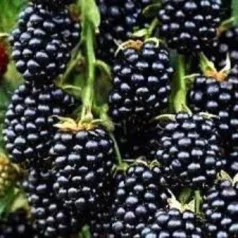 Tüskétlen fekete szeder Rubus fruticosus Thornfree  K3