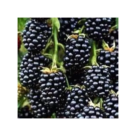 Tüskétlen fekete szeder Rubus fruticosus Thornfree  K3