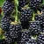 Tüskétlen fekete szeder Rubus fruticosus Thornfree  K3