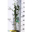Tüskétlen fekete szeder Rubus fruticosus Thornfree  K3