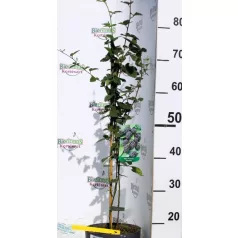 Tüskétlen fekete szeder Rubus fruticosus Thornfree  K3