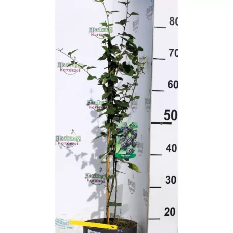Tüskétlen fekete szeder Rubus fruticosus Thornfree  K3