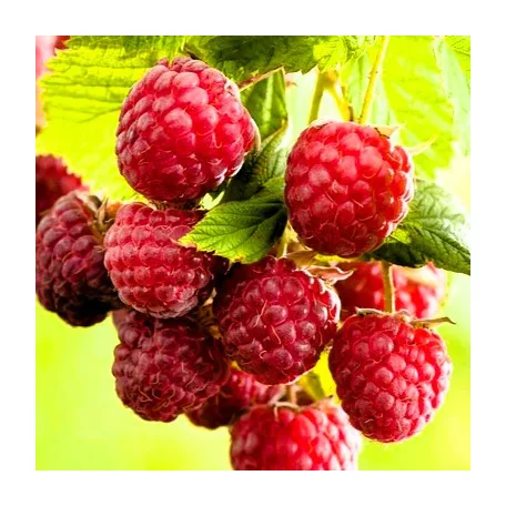 Kétszertermő málna Rubus ideaus Twotimer Sugana  K3
