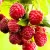 Kétszertermő málna Rubus ideaus Twotimer Sugana  K3