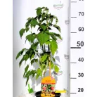 Kétszertermő málna Rubus ideaus Twotimer Sugana  K3