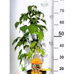 Kétszertermő málna Rubus ideaus Twotimer Sugana  K3