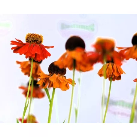 Őszi napfényvirág Helenium Moerheim Beauty 14 cm cserép