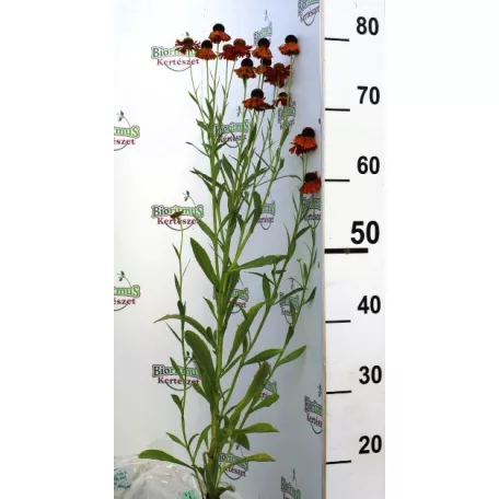 Őszi napfényvirág Helenium Moerheim Beauty 14 cm cserép