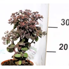 Varjúháj Hylotelephium / Sedum Xenox 15 cm cserép