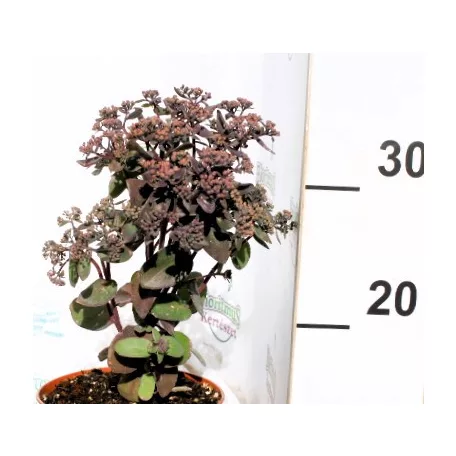 Varjúháj Hylotelephium / Sedum Xenox 15 cm cserép