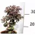 Varjúháj Hylotelephium / Sedum Xenox 15 cm cserép