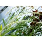 Évelő tollborzfű Cenchrus / Pennisetum alopecuroides Piglet 15 cm cserép