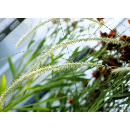 Évelő tollborzfű Cenchrus / Pennisetum alopecuroides Piglet 15 cm cserép