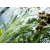 Évelő tollborzfű Cenchrus / Pennisetum alopecuroides Piglet 15 cm cserép