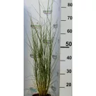 Évelő tollborzfű Cenchrus / Pennisetum alopecuroides Piglet 15 cm cserép