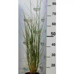  Évelő tollborzfű Cenchrus / Pennisetum alopecuroides Piglet 15 cm cserép