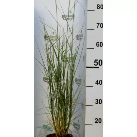 Évelő tollborzfű Cenchrus / Pennisetum alopecuroides Piglet 15 cm cserép