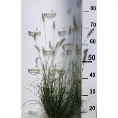   Keleti tollborzfű Cenchrus / Pennisetum orientalis Fairy Tails 15 cm cseré