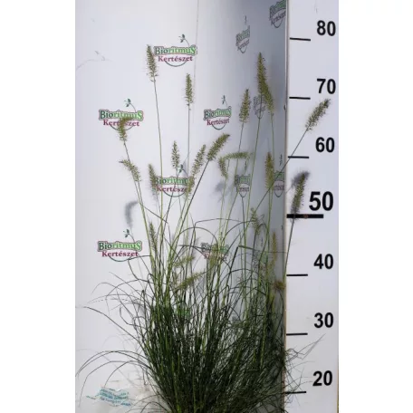 Keleti tollborzfű Cenchrus / Pennisetum orientalis Fairy Tails 15 cm cseré