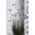 Keleti tollborzfű Cenchrus / Pennisetum orientalis Fairy Tails 15 cm cseré