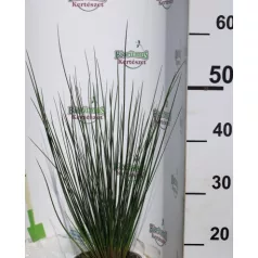 Békaszittyó Juncus effusus 15 cm cserép