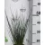 Békaszittyó Juncus effusus 15 cm cserép