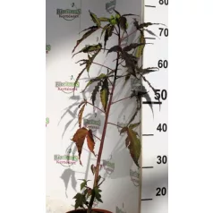   Mocsári hibiszkusz Hibiscus moscheutos Carousel Red Wine 17 cm cserép