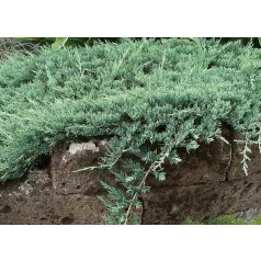 Terülő henyeboróka Juniperus horizontalis Wiltonii K2