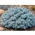 Himalájai törpe boróka Juniperus squamata Blue Star K2