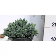 Himalájai törpe boróka Juniperus squamata Blue Star K2