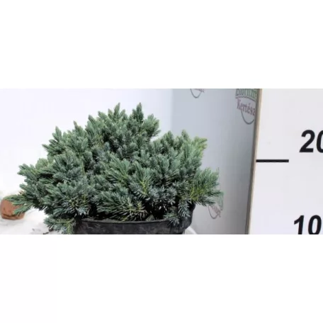 Himalájai törpe boróka Juniperus squamata Blue Star K2